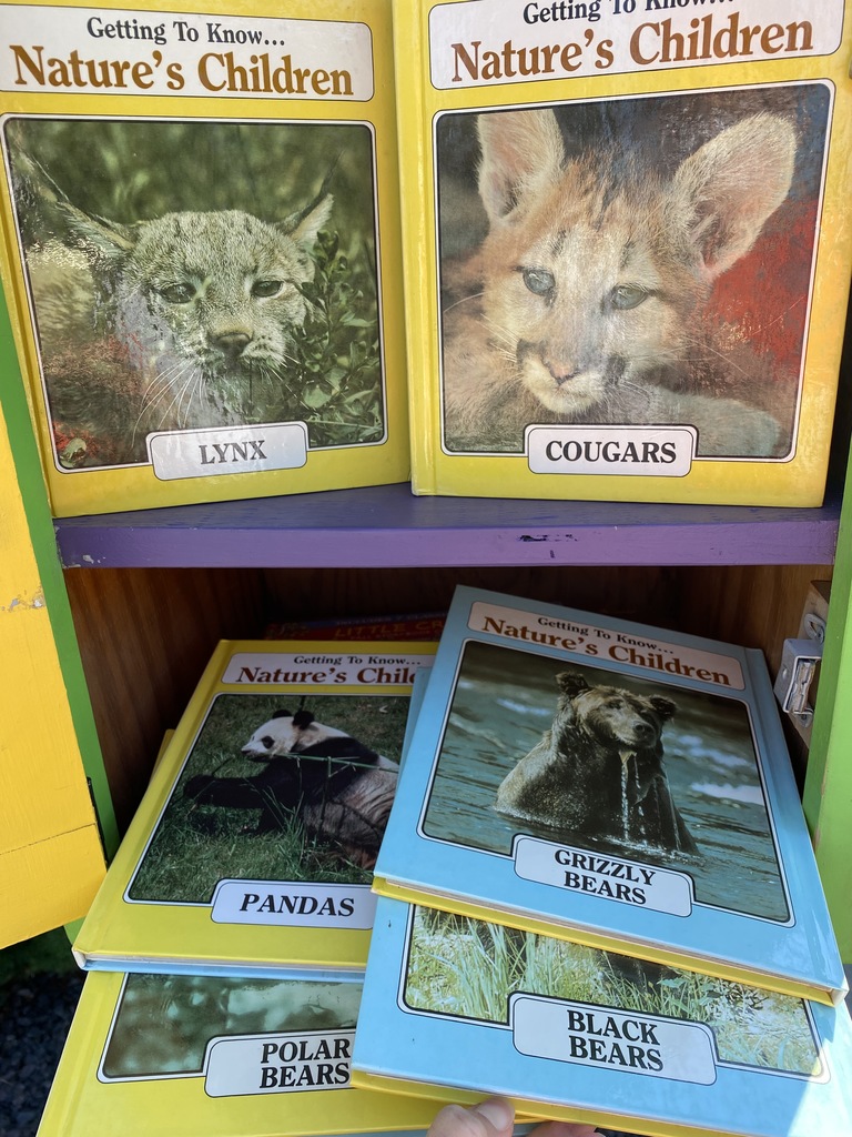 Lynx and cougars and bears